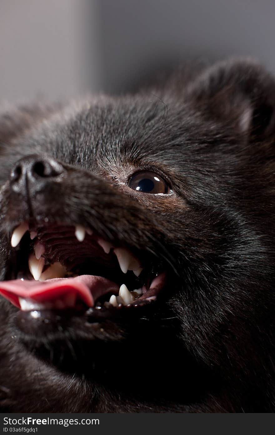 Close up studio portrait of small black shpitz puppy