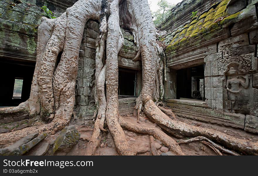 Forests reclaim the temple of Ta Prohm in Angkor, Cambodia. Forests reclaim the temple of Ta Prohm in Angkor, Cambodia.