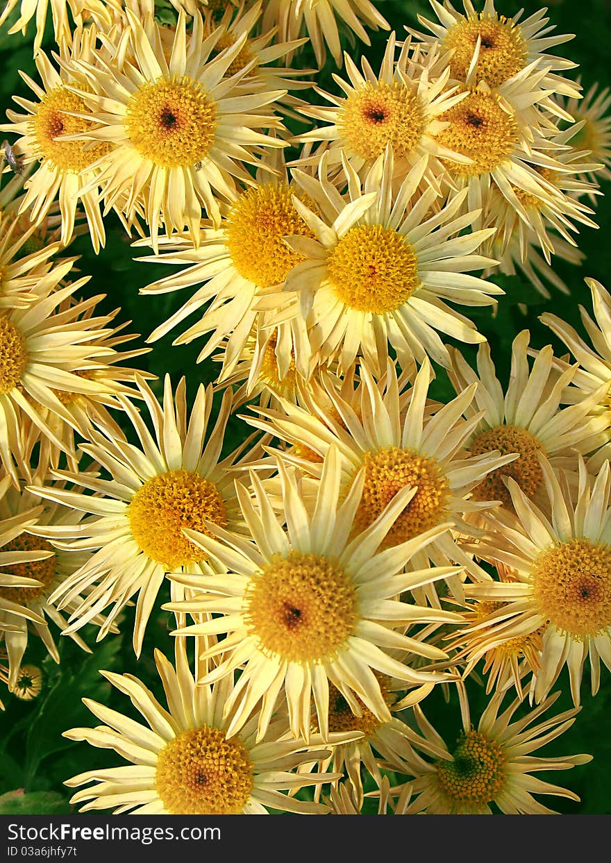 Yellow flowers of chrysanthemums on a background of green leaves close-up. Yellow flowers of chrysanthemums on a background of green leaves close-up