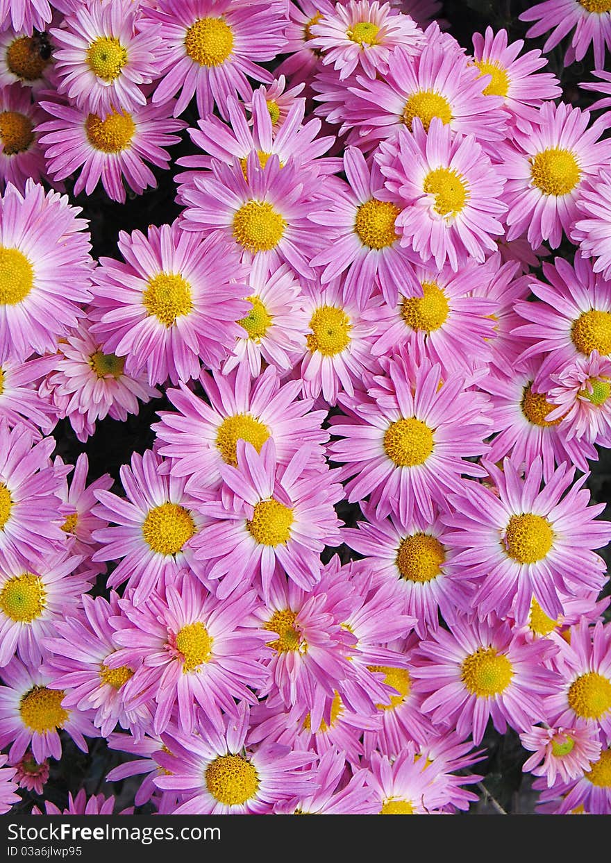 Pink flowers of chrysanthemums taken vertically close-up. Pink flowers of chrysanthemums taken vertically close-up