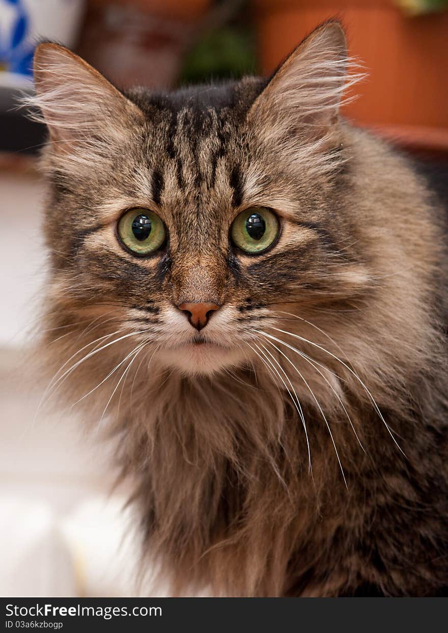 Cat portrait in home (indoor)