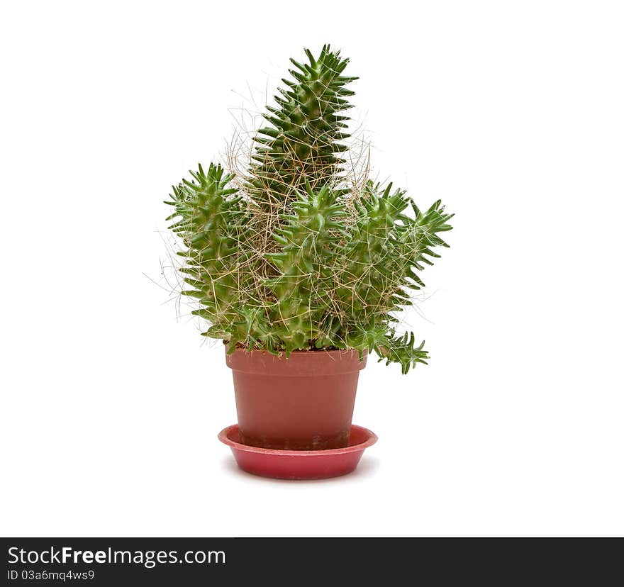 Single Cactus on a white background