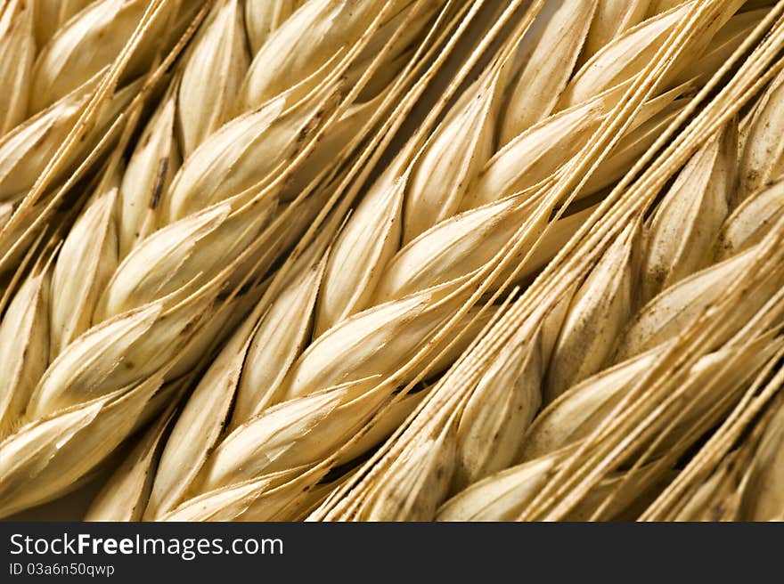 Background of ripe wheat ears