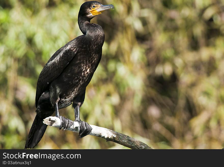 Great Cormorant