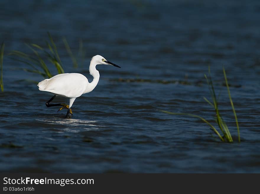 Little Egret in water