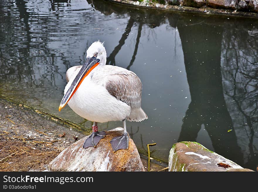 A pelican, derived from the Greek word pelekys (meaning “axe” and applied to birds that cut wood with their bills or beaks) is a large water bird with a large throat pouch, belonging to the bird family Pelecanidae. A pelican, derived from the Greek word pelekys (meaning “axe” and applied to birds that cut wood with their bills or beaks) is a large water bird with a large throat pouch, belonging to the bird family Pelecanidae