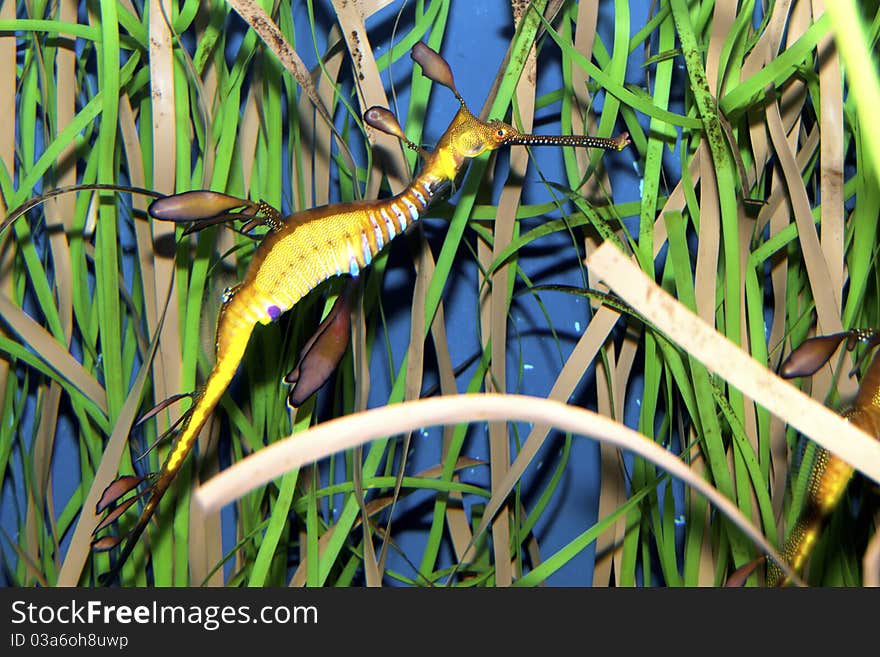 Weedy Seadragon (Phyllopteryx Taeniolatus)