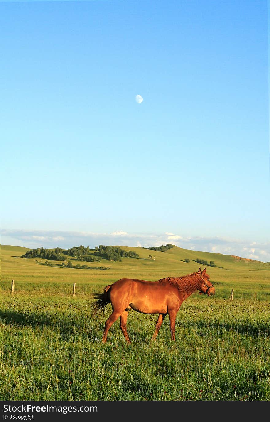 Summer, a horse on the prairie, leisurely walk. Moon in the sky. Summer, a horse on the prairie, leisurely walk. Moon in the sky.