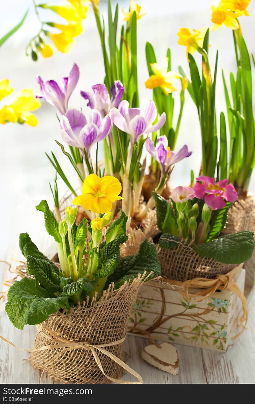 Colorful spring flowers in pots.Narcissus,primula,crocus,freesia, violet