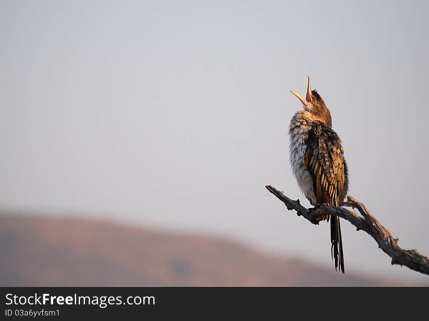 A darter sitting on a dead tree branch