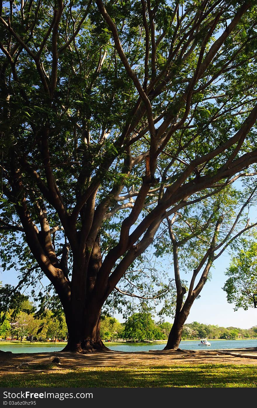 Bigtree near lake.