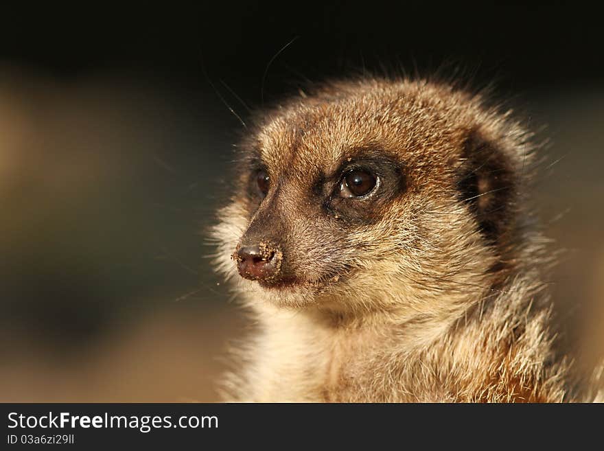 Portrait of a meerkat