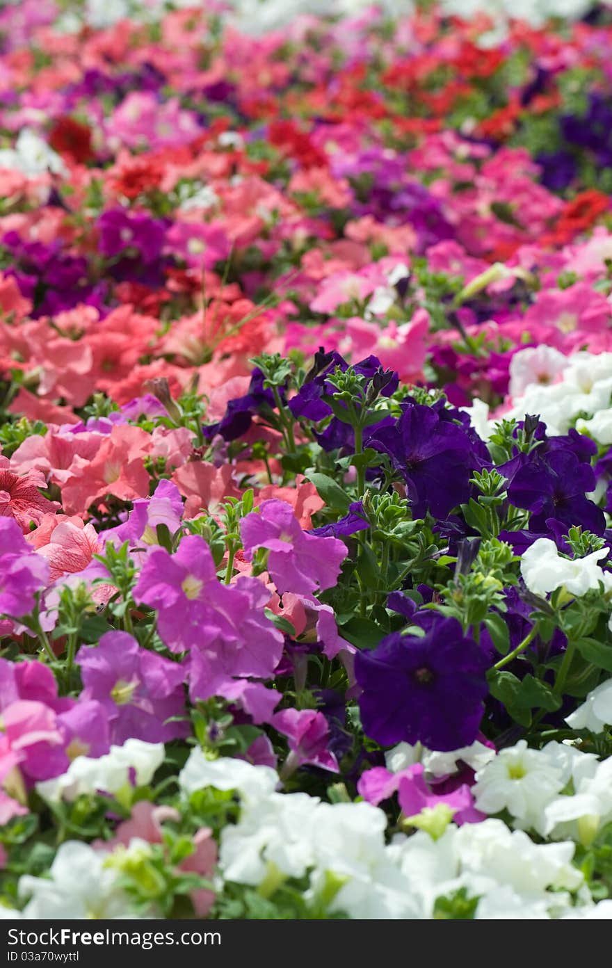 Field of flowers was taken with shallow focus