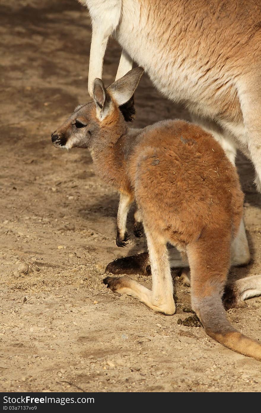 Baby Kangaroo Standing Next To Its Mother