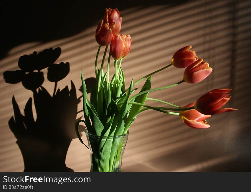 Spring flowers red tulips in vase