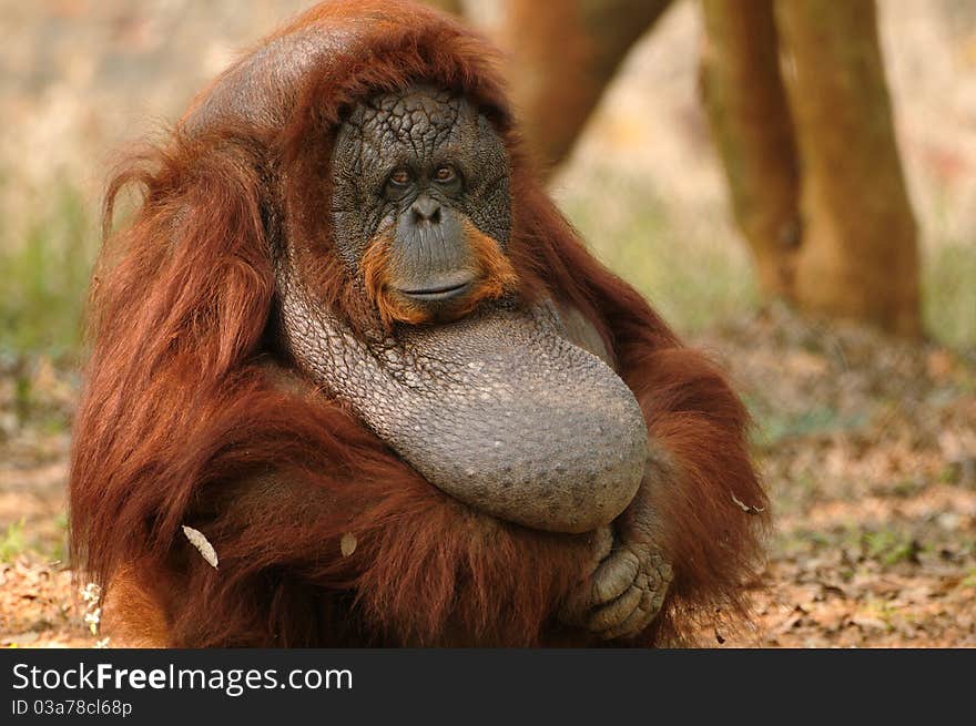 Adult female Orangutan sitting quietly with hands folded. Adult female Orangutan sitting quietly with hands folded