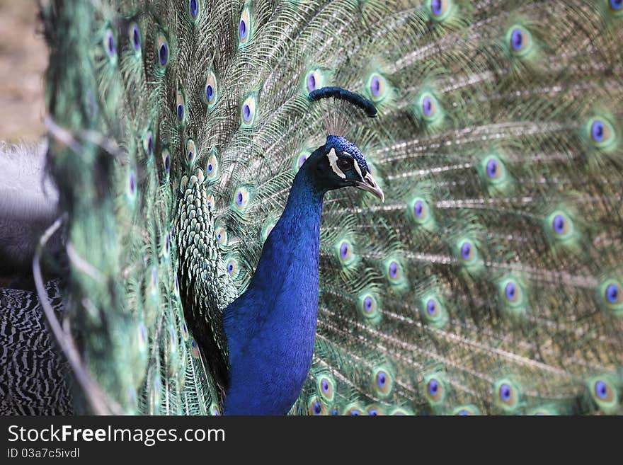 Indian peafowl