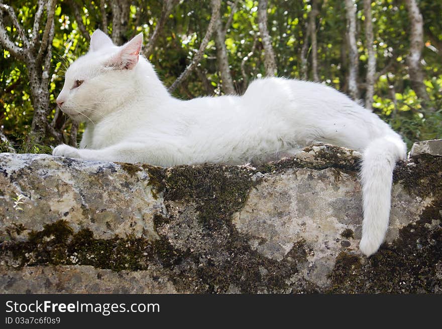 White cat on stone wall