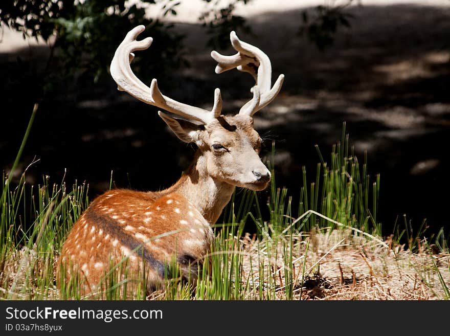 Close view of a cervus dama type deer located on Portugal. Close view of a cervus dama type deer located on Portugal.