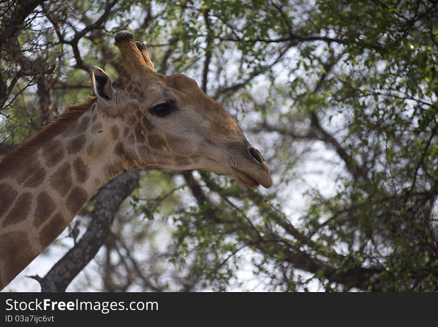 Giraffe Close Up