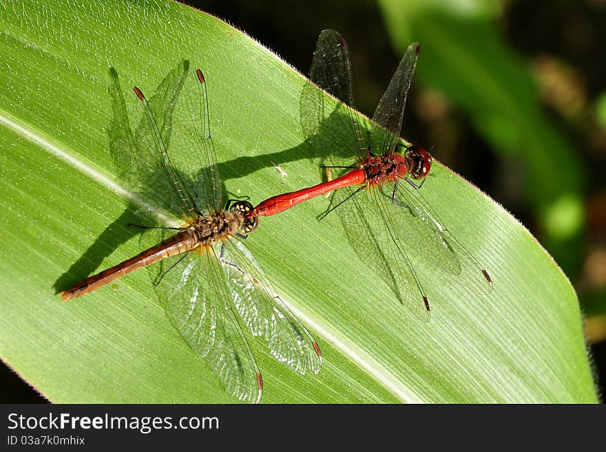 Close up of a dragonflies. Close up of a dragonflies