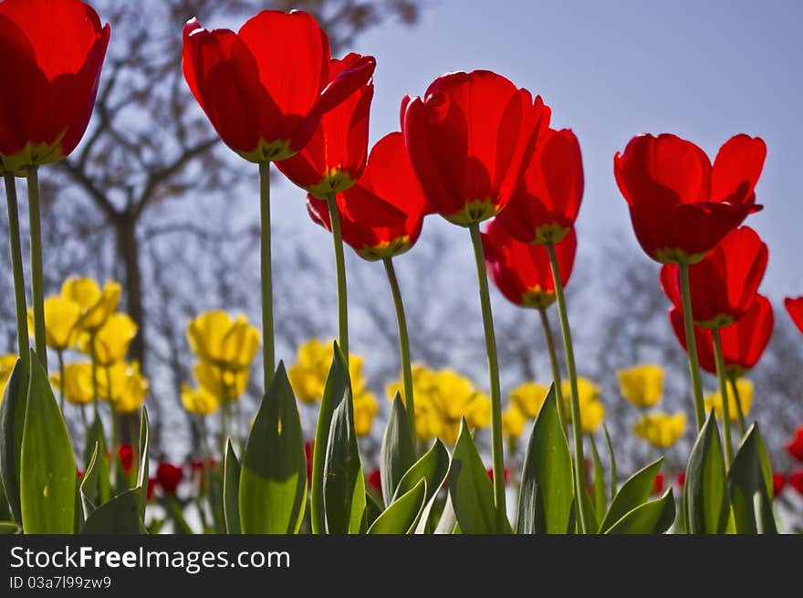 Red and yellow tulips with fantastic colors