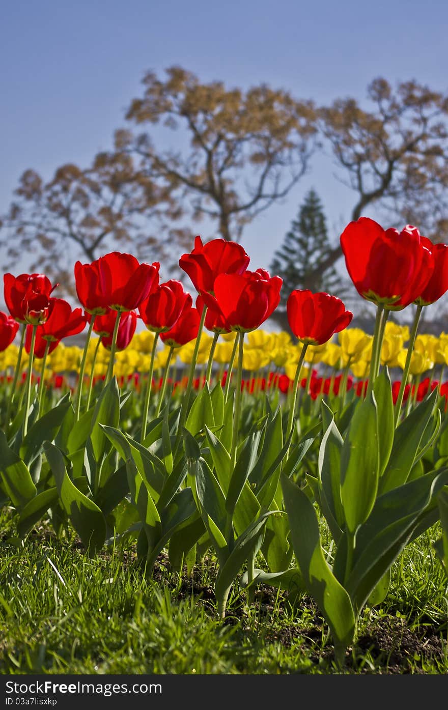 Tulips