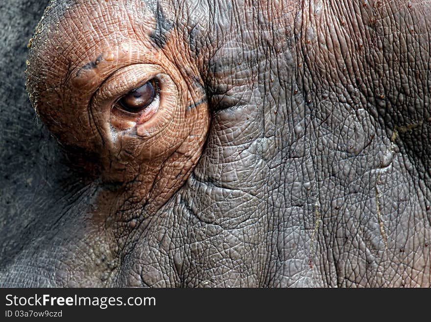 A very close up of hippopotamus eye. A very close up of hippopotamus eye