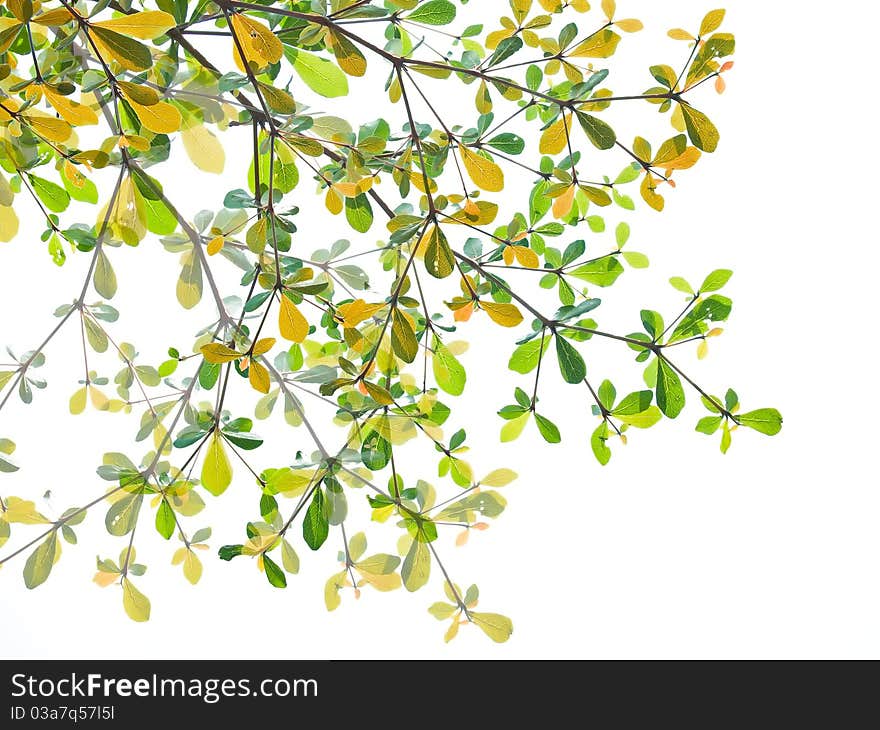 Colorful leaves isolated on white background