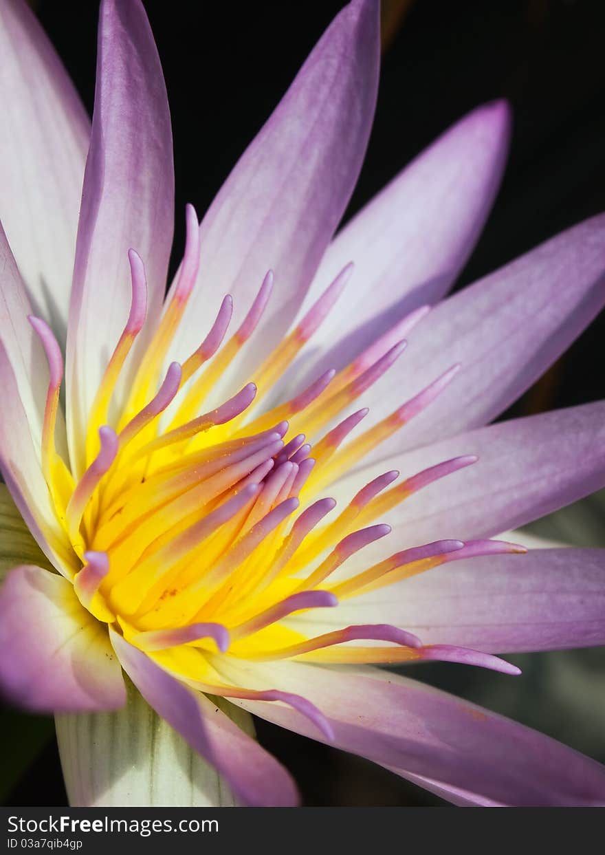 Pink lotus with yellow pollen