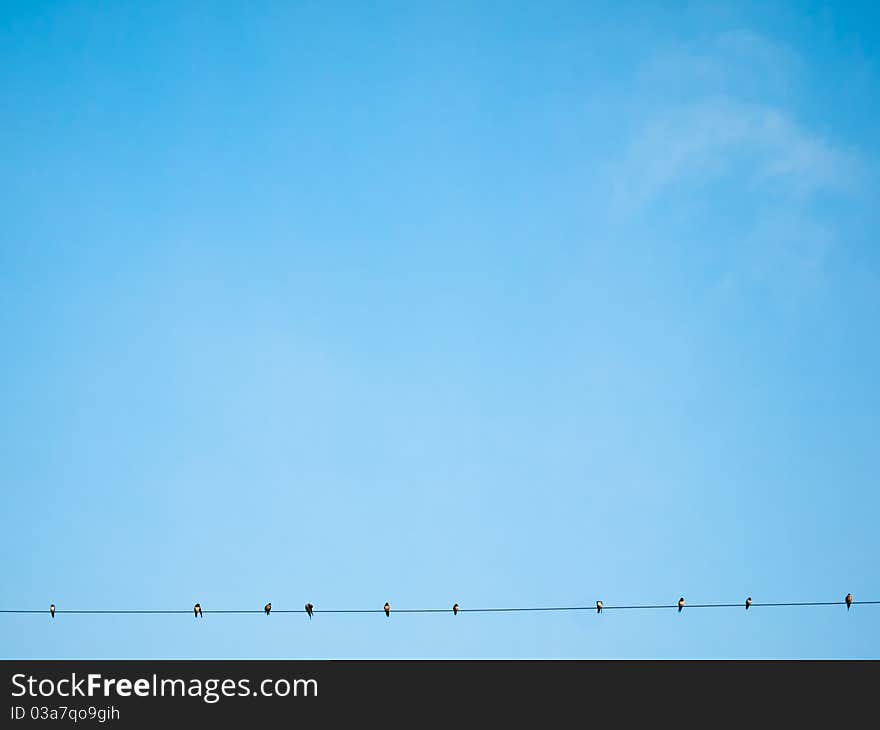 Many Nest Birds Clinging To Power Line