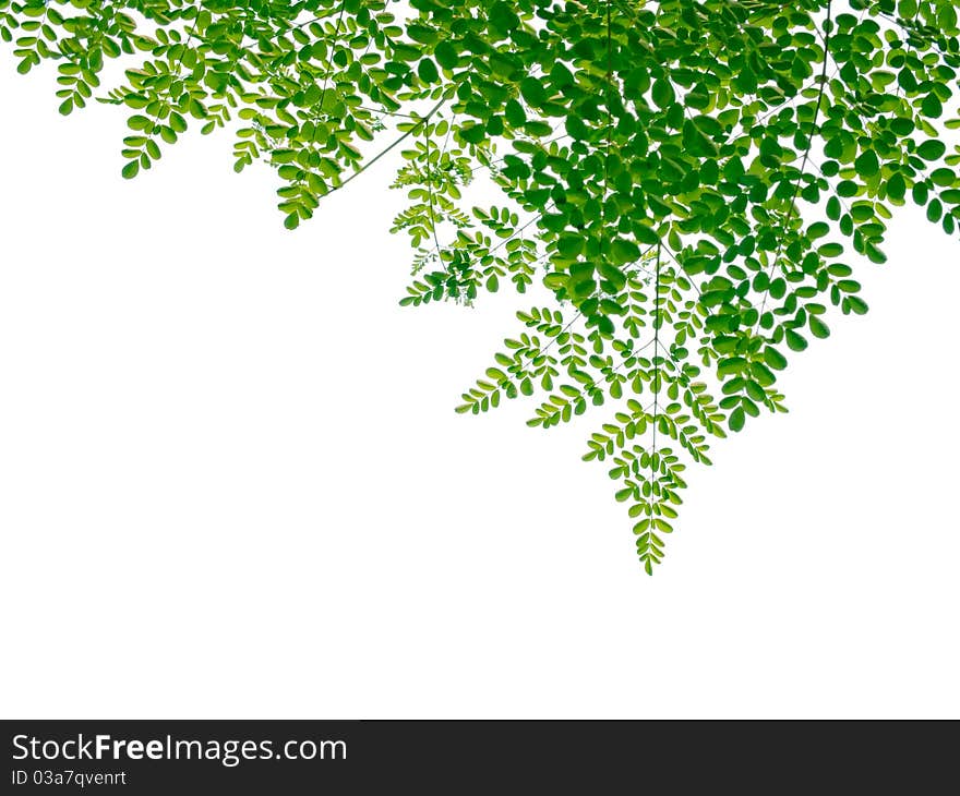 Layer of green leaves isolated on white background