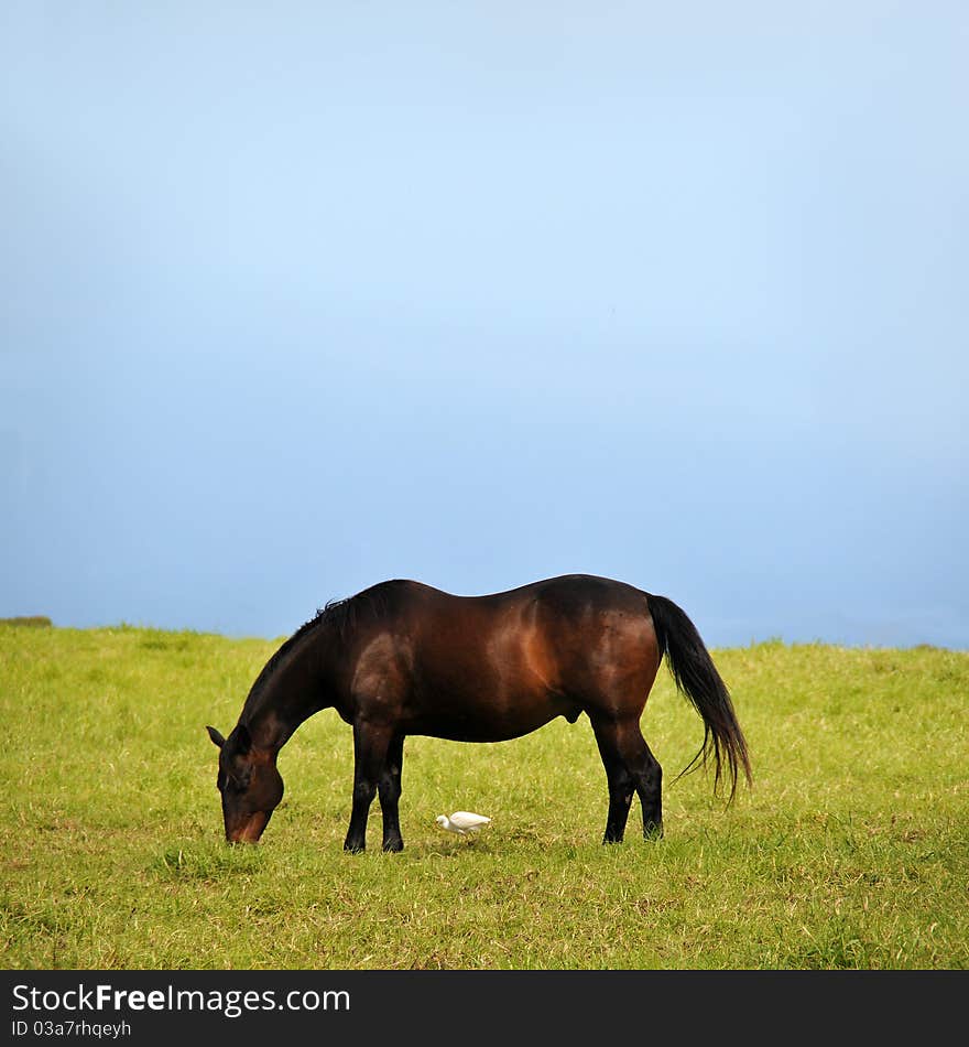 A large brown horse eats grass with a small white duck bird eating some too, directly underneath him. A large brown horse eats grass with a small white duck bird eating some too, directly underneath him.