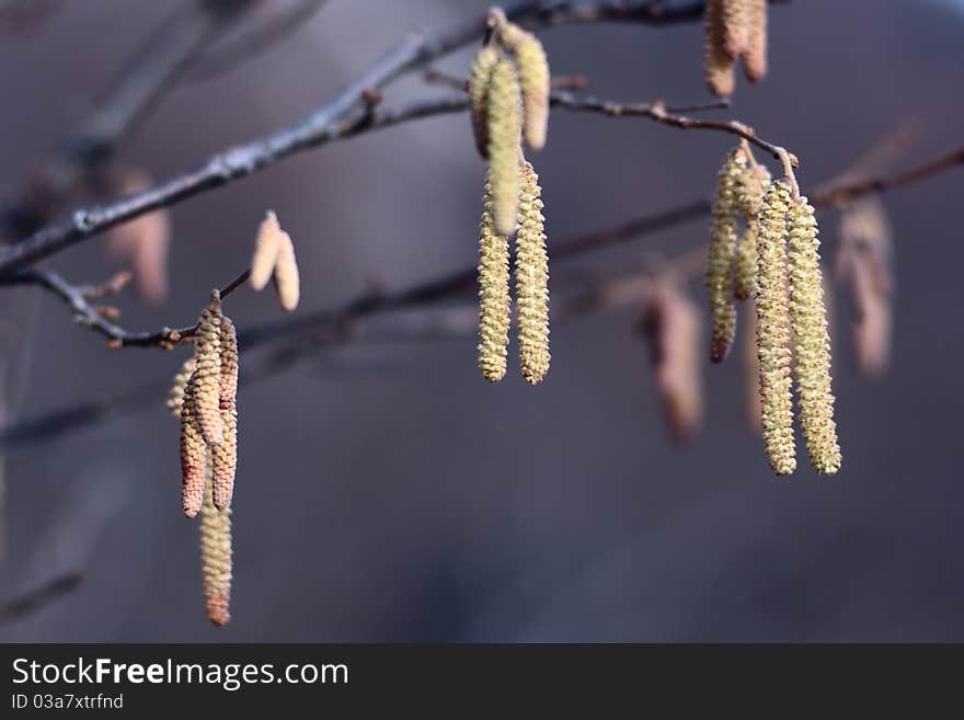 Branches of green birch tree blossom in spring, shallow DOF