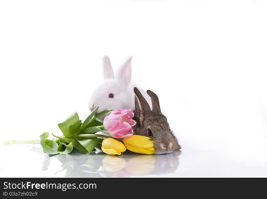 Little rabbit and flowers on a white background isolation