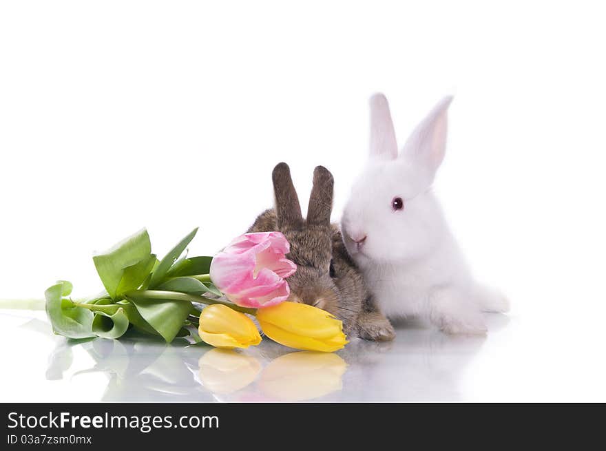 Little rabbit and flowers on a white background isolation