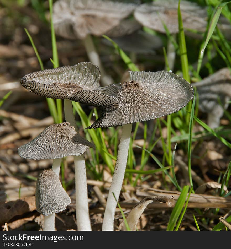 Shot of Silver colored fungi in the grass on an autumn day. Shot of Silver colored fungi in the grass on an autumn day.