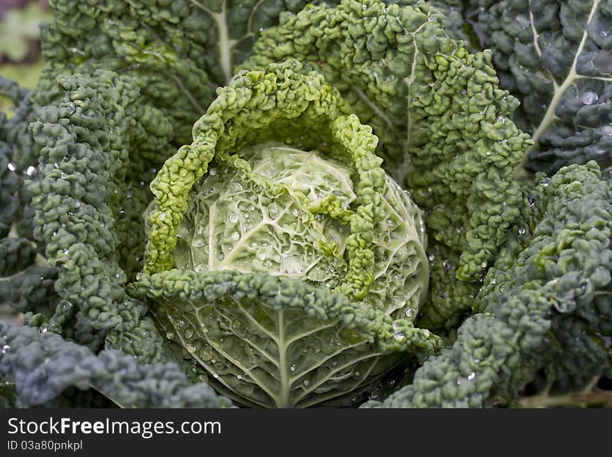 Detail view of a portuguese cabbage on the farmer's field. Detail view of a portuguese cabbage on the farmer's field.