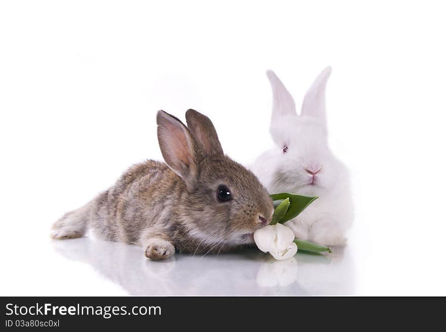 Little rabbit and flowers on a white background isolation