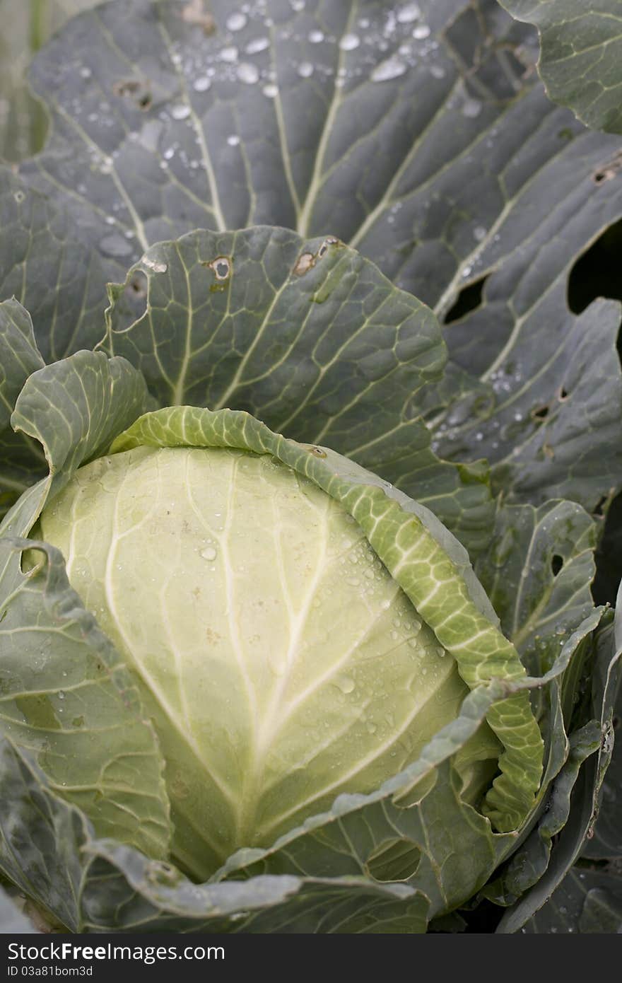 Detail view of a portuguese cabbage on the farmer's field. Detail view of a portuguese cabbage on the farmer's field.