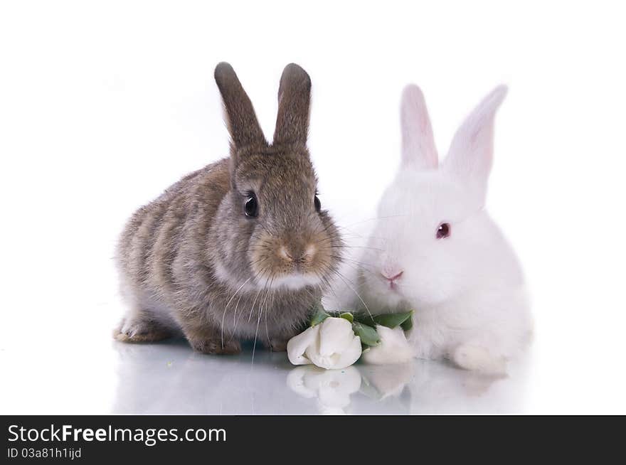 Little rabbit and flowers on a white background isolation