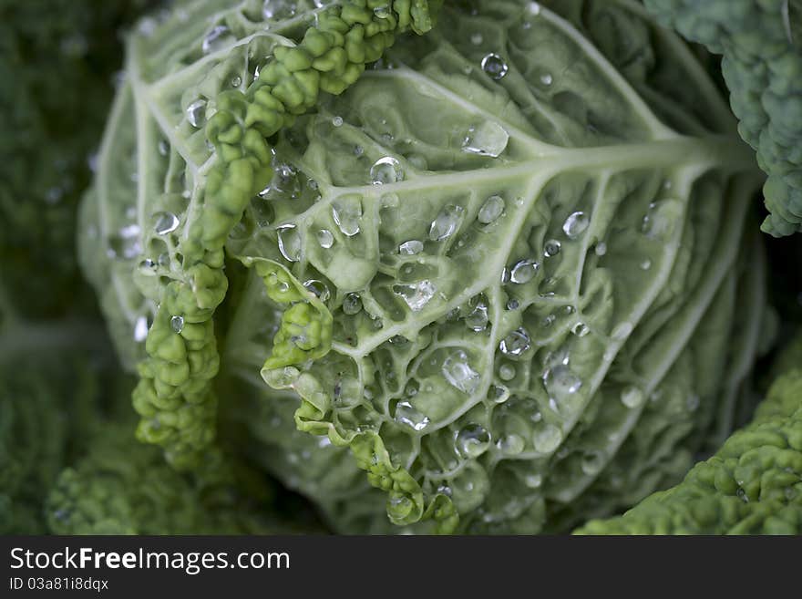 Detail view of a portuguese cabbage on the farmer's field. Detail view of a portuguese cabbage on the farmer's field.