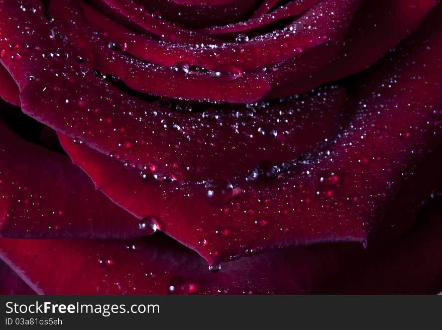 Red rose . Macro. Taken in studio in london