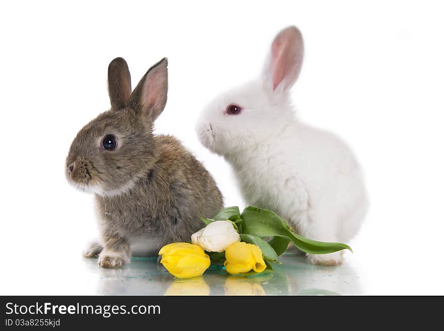 Little rabbit and flowers on a white background isolation