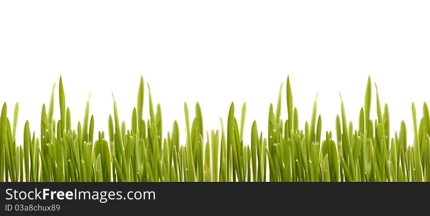 Green grass isolated on white background. Green grass isolated on white background