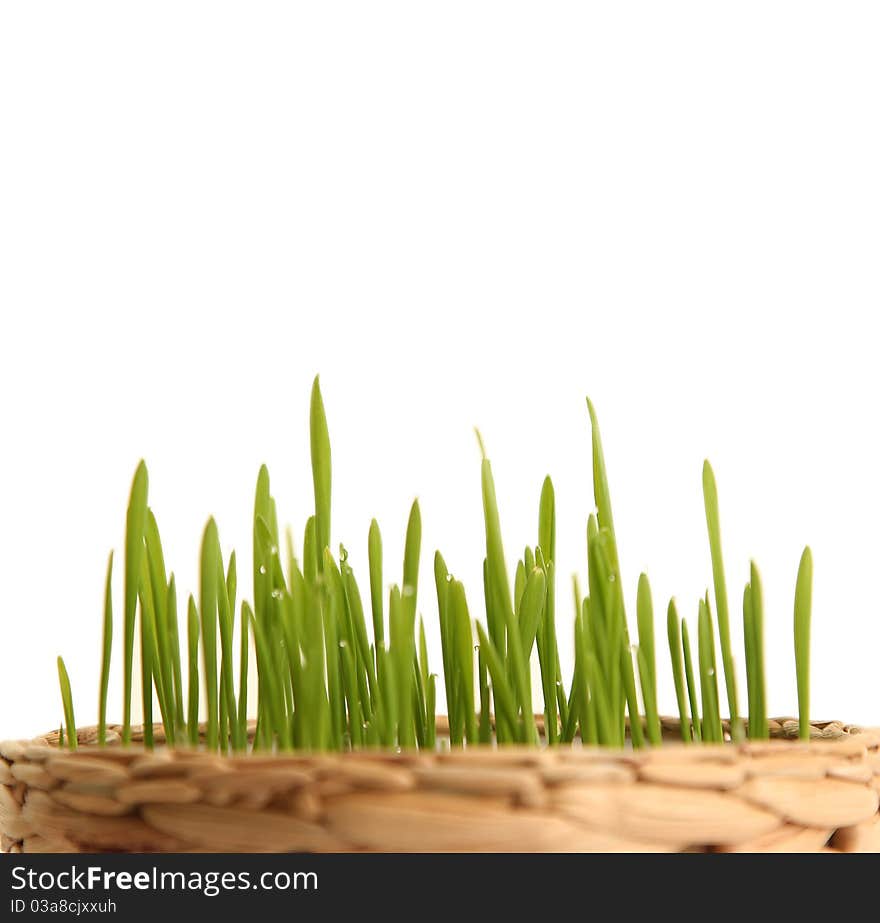 Green grass isolated on white background. Green grass isolated on white background