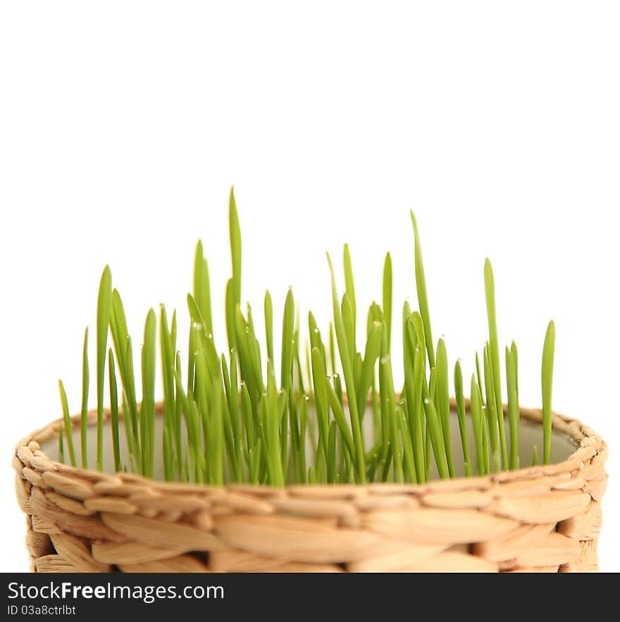 Green grass isolated on white background. Green grass isolated on white background