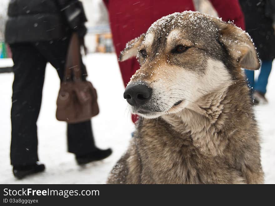 Hungry male watchdog is sitting in the downtown of Kiev, Ukraine. Stray animals is urgent problem of the Ukrainian capital. Hungry male watchdog is sitting in the downtown of Kiev, Ukraine. Stray animals is urgent problem of the Ukrainian capital.