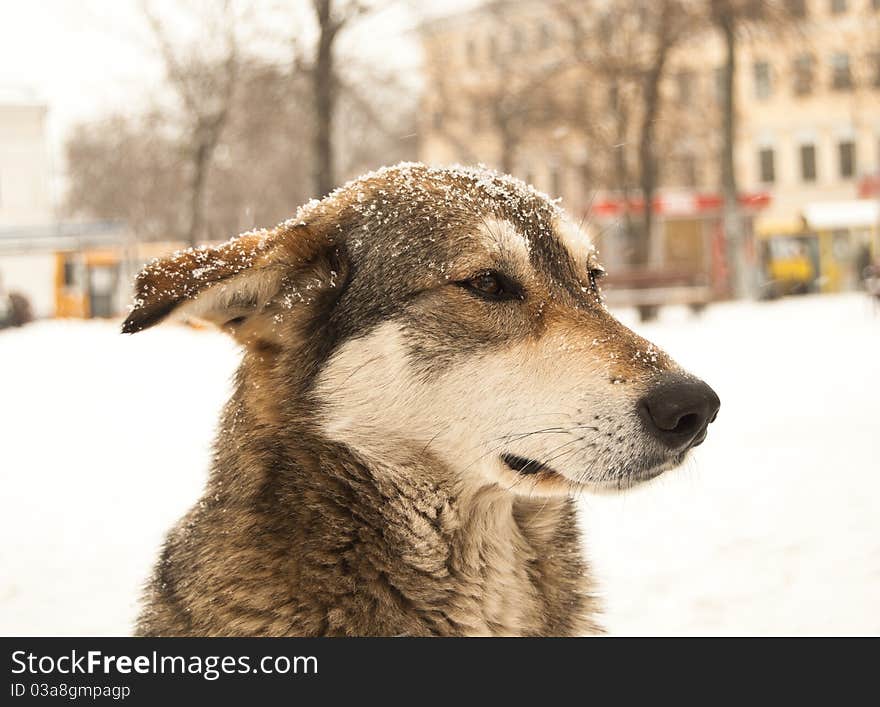 Stray Dog Freezing In Kiev Streets