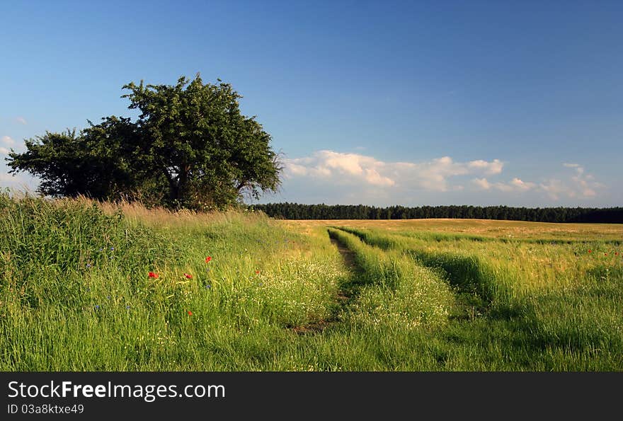 Beautiful summer countryside and footpath. Beautiful summer countryside and footpath